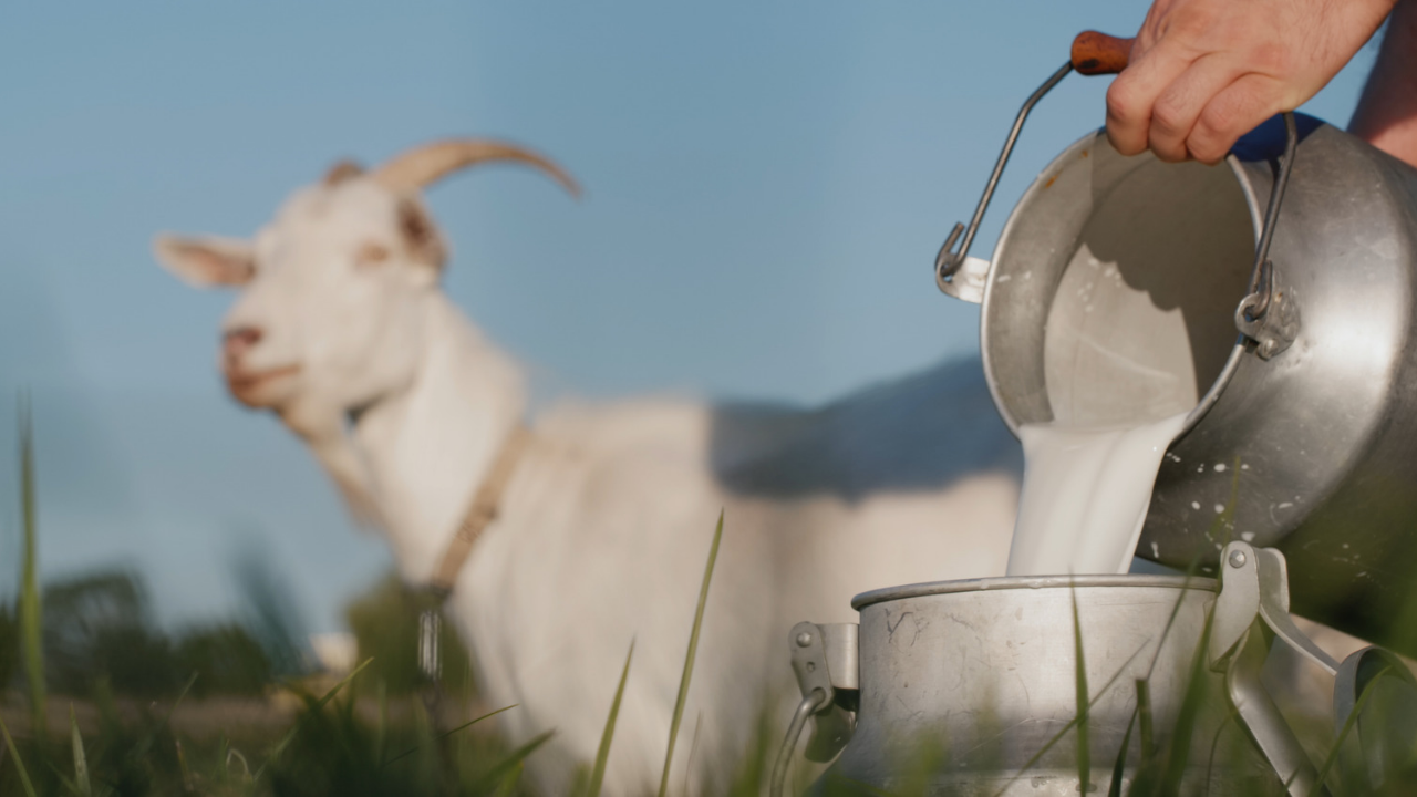 kelebihan susu kambing etawa